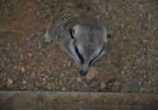 Zoo