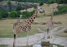 Zoo