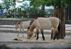 Zoo