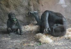 Zoo
