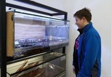 Místní mazlíčci Romeo a Julie