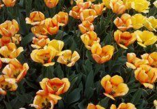 Rozmanité barvy i tvary květů tulipánů