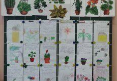 Výsledky našeho bádání, jak pečovat o pokojové rostliny - pracovka