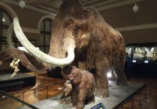 Národní muzeum Národní muzeum