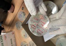 Přírodopis - zkoumáme vypěstované mikroorganismy