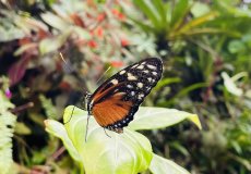 Botanická zahrada - motýli