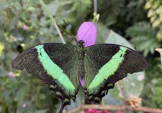 Botanická zahrada - motýli