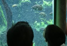 Fata Morgana Fata Morgana