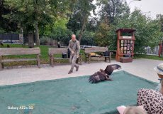 Dravci v letu