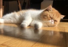 Kocour Leon, plemeno exotická královská kočka