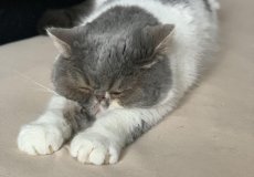 Kocour Jeremiáš, plemeno exotická královská kočka