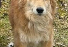 Fenka Bonny, čistokrevný voříšek