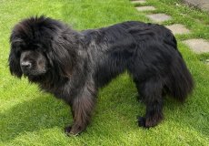 Fenka Miuška, novofoundlandský pes