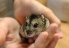 Křeček Bertík, Jindřich Švehla, 3. D