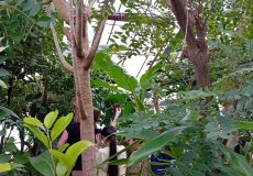 Na návštěvě skleníků tropů a subtropů ČZU