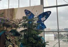 19.2. - Motýli mezi květinami 