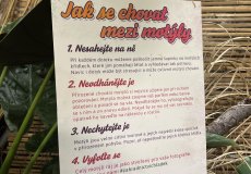 19.2. - Motýli mezi květinami 