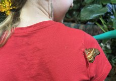 19.2. - Motýli mezi květinami 