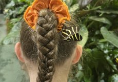 19.2. - Motýli mezi květinami 