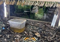 19.2. - Motýli mezi květinami 