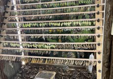 19.2. - Motýli mezi květinami 