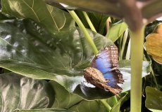 19.2. - Motýli mezi květinami 