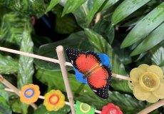 19.2. - Motýli mezi květinami 