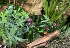 19.2. - Motýli mezi květinami 