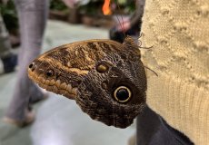 19.2. - Motýli mezi květinami 