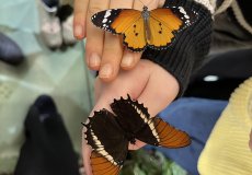 19.2. - Motýli mezi květinami 