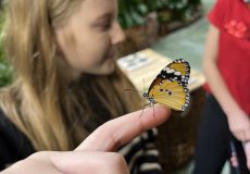 19.2. - Motýli mezi květinami 