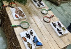 19.2. - Motýli mezi květinami 