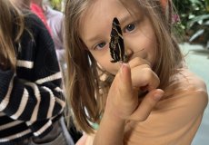 19.2. - Motýli mezi květinami 