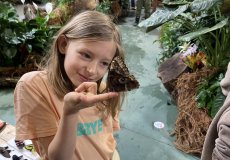 19.2. - Motýli mezi květinami 