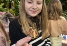 19.2. - Motýli mezi květinami 