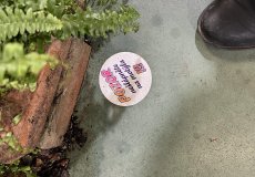 19.2. - Motýli mezi květinami 