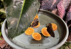 19.2. - Motýli mezi květinami 