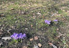 6.3. - Objevování jara v ekosystému park