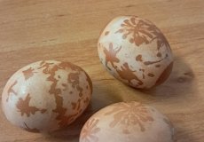 Velikonoční pokus. 