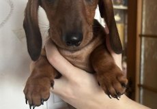 Jezevčík Klárky ze 4. D, ještě se nám nepředstavil