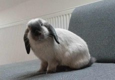 Králík Klárky ze 4. D, zatím o něm nic nevíme