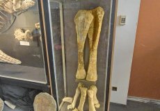 Trilopark