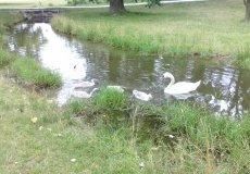 Stromovka - projektový den Stromovka - projektový den