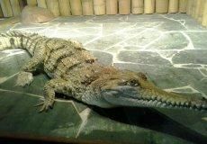 Krokodýlí zoo Krokodýlí zoo